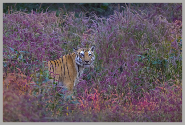 The Jungle in Full Bloom
