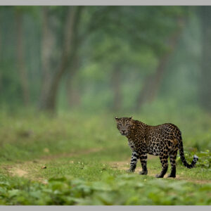Dawn in the Jungle