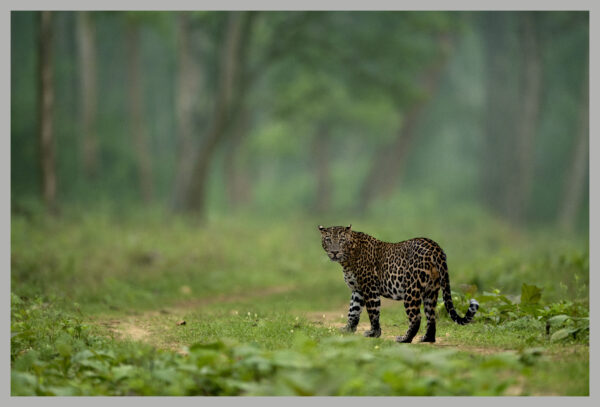 Dawn in the Jungle