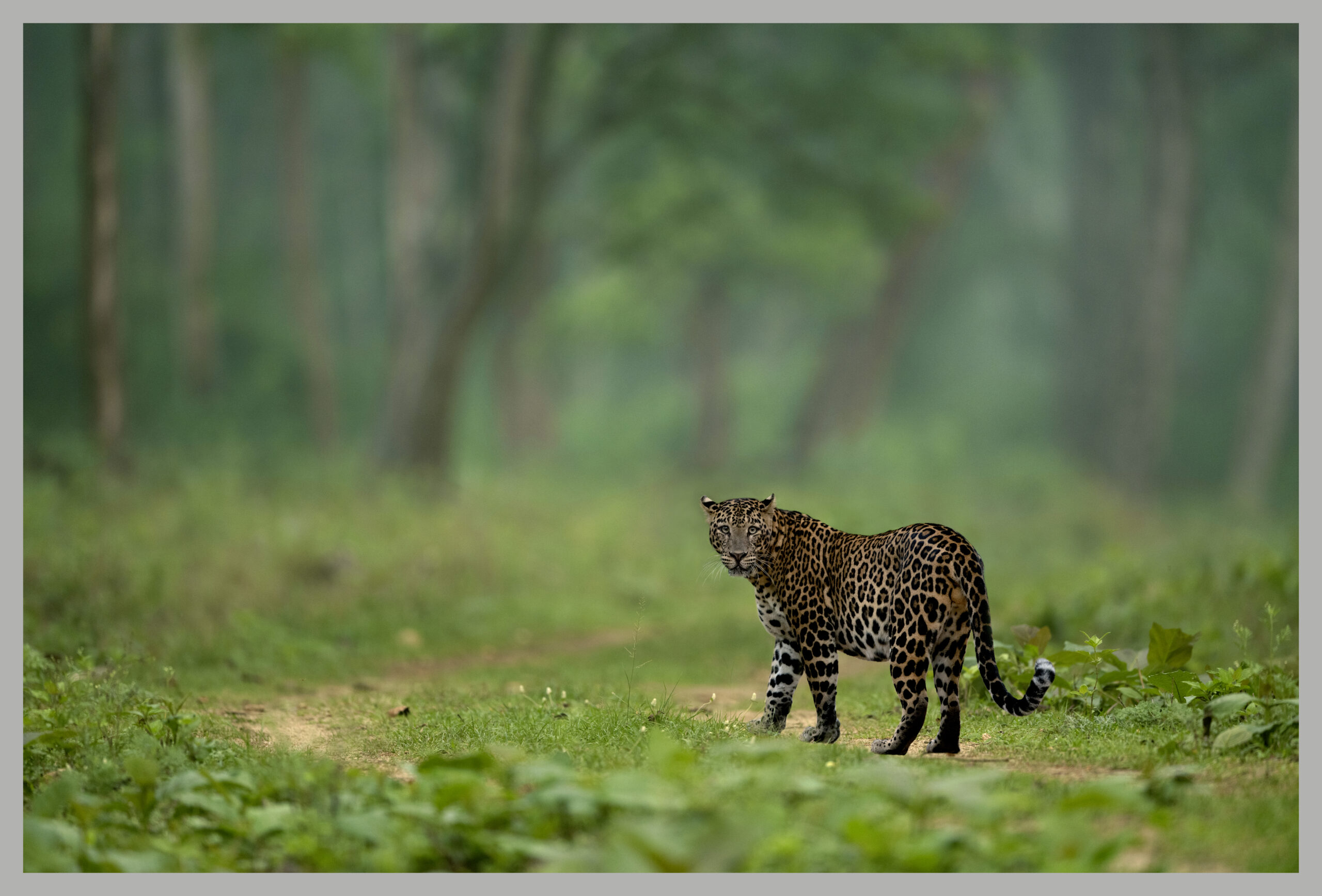 Dawn in the Jungle - Image 1