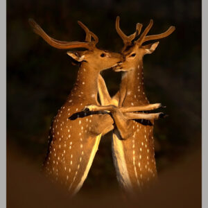 A Warm Embrace