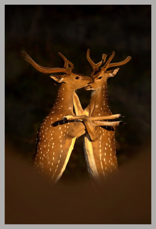 A Warm Embrace