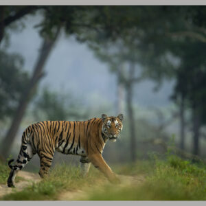 A Confident Stride