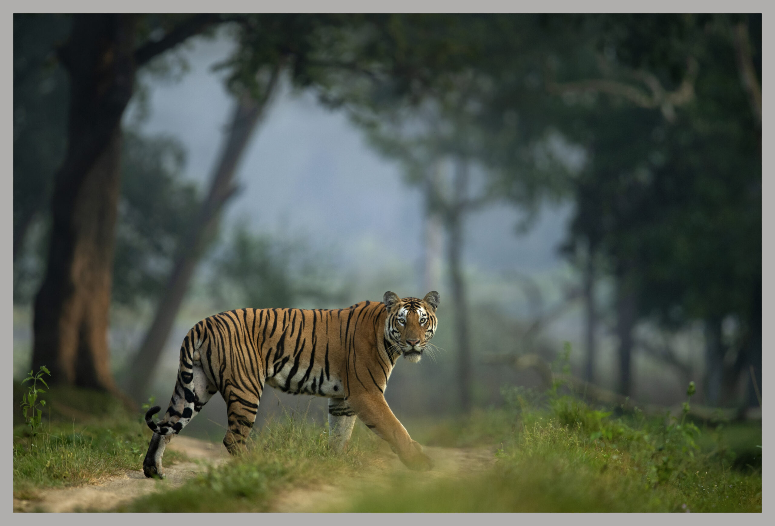 A Confident Stride - Image 1