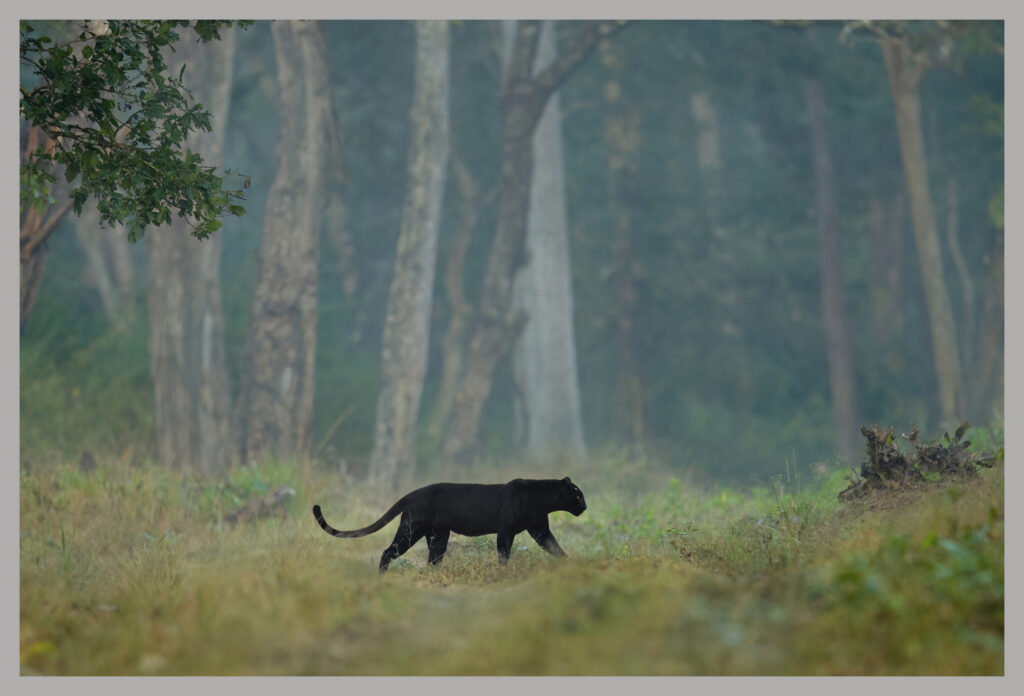 Darkness in the Mist
