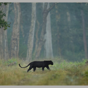Darkness in the Mist