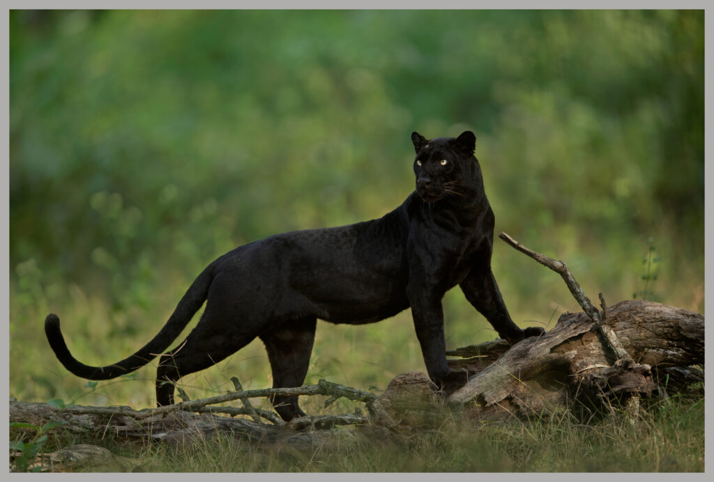The Enigma