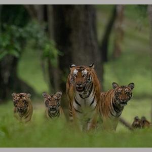 A Royal Family