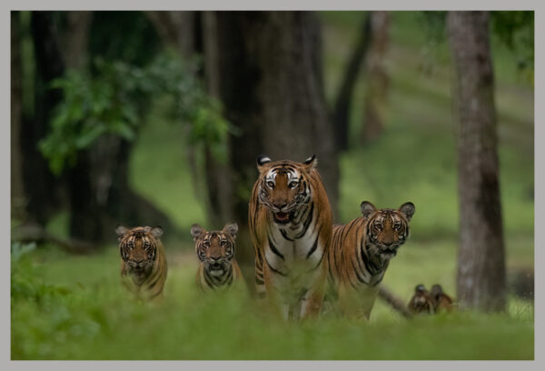 A Royal Family