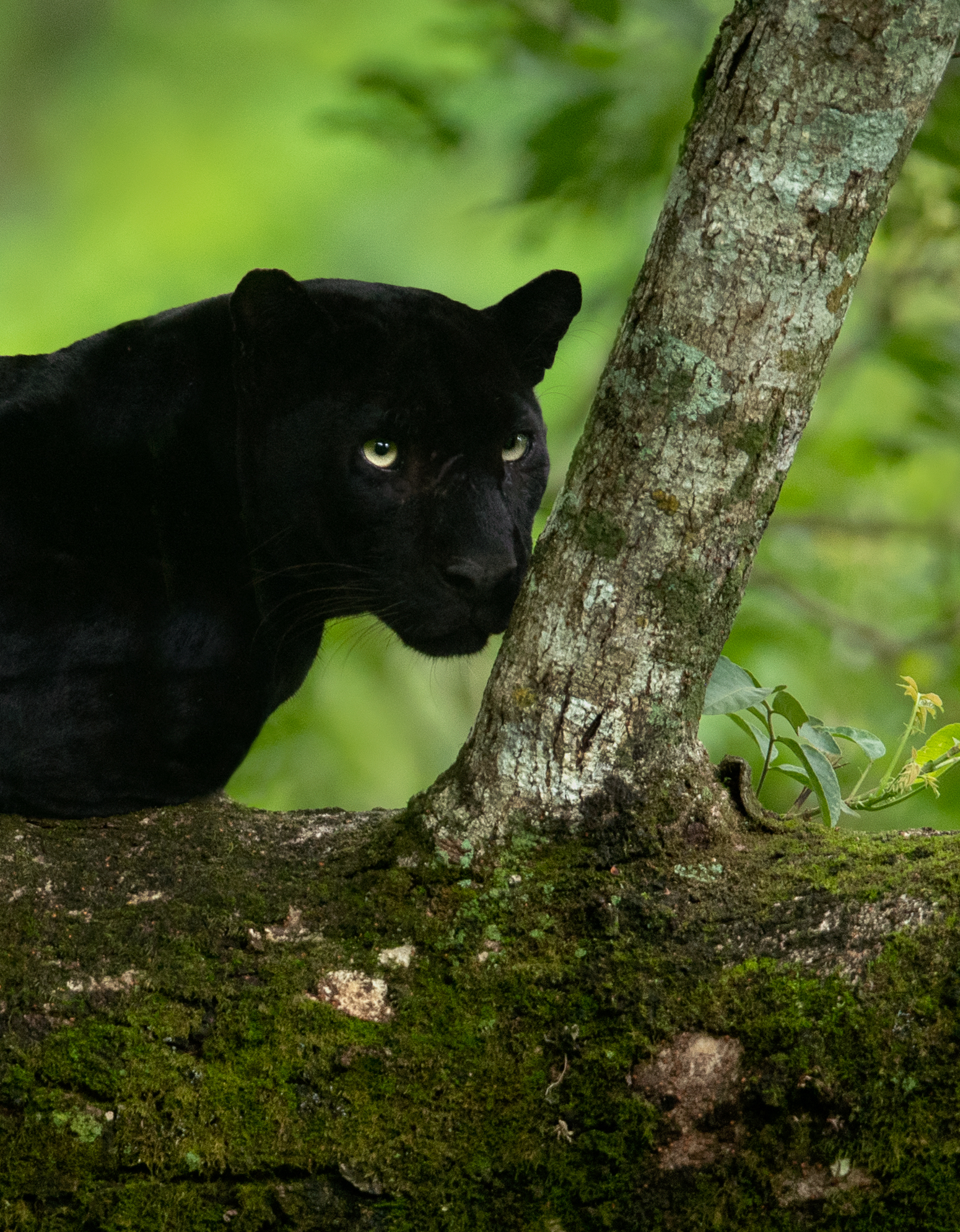 Big Cat