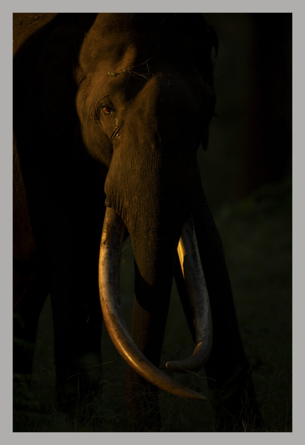 Glistening Ivory